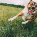 Il cane morde due persone in treno, l’assicurazione può rifiutare il risarcimento?